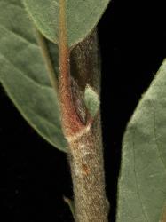 Salix repens. Leaf base
 Image: D. Glenny © Landcare Research 2020 CC BY 4.0
